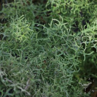 Bear Necessities Kale