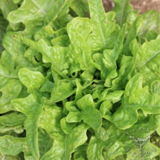 Till Lettuce
