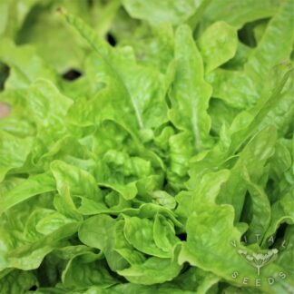 Till Lettuce
