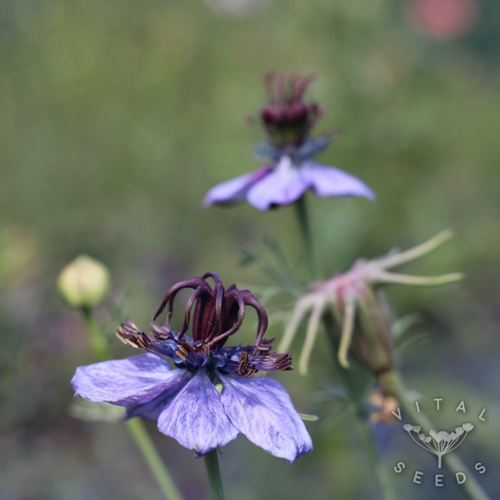 Midnight Nigella