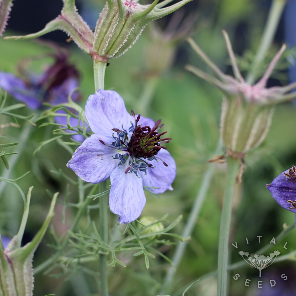Midnight Nigella