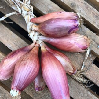 Tropea Lunga Red Onion