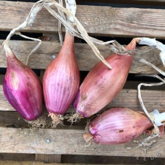 Tropea Lunga Red Onion
