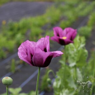 Hungarian Blue Poppy