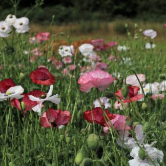 Mother of Pearl Poppy