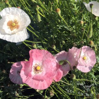 Mother of Pearl Poppy