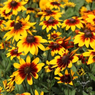 Rudbeckia Seeds
