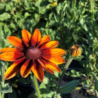 Hirta Rudbeckia