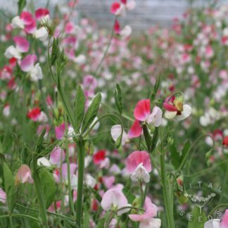 Sweet Pea Seeds