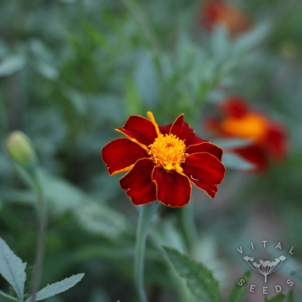 Burning Embers French Marigold