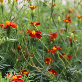 French Marigold Seeds