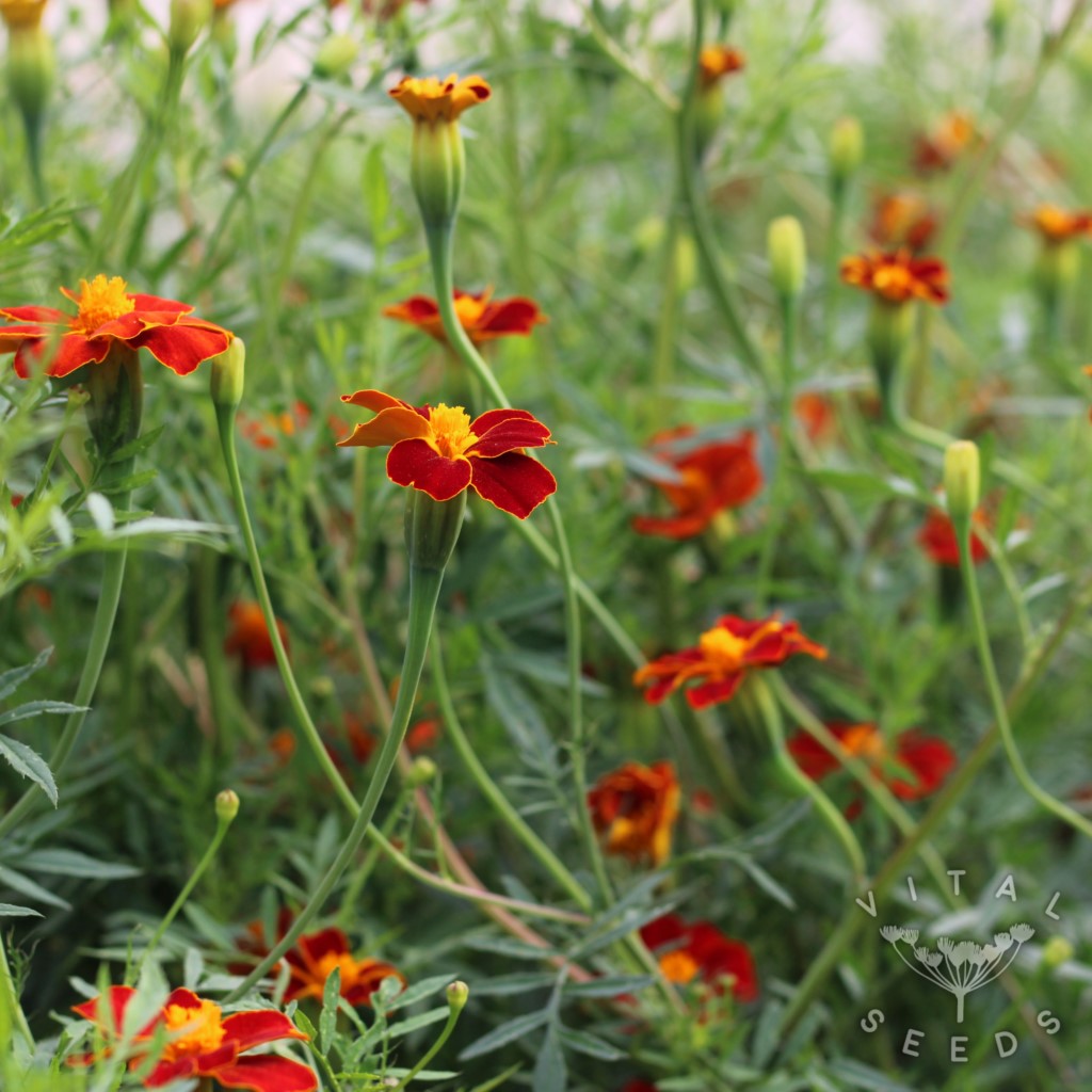 Burning Embers French Marigold