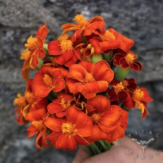Burning Embers French Marigold