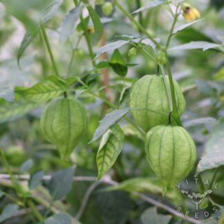 Purple Mountain Landrace Tomatillo