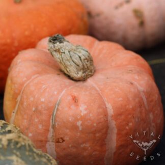 Squash and Pumpkin Seeds