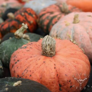 Desert Spirit Landrace Winter squash