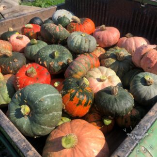 Desert Spirit Landrace Winter squash