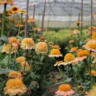 Zinderella Peach Zinnia