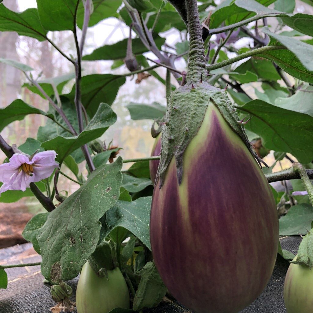 Cesky Rany Aubergine