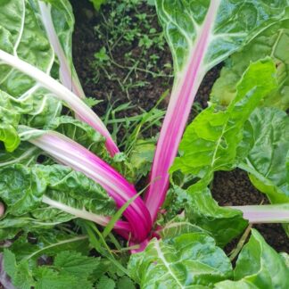 Peppermint Chard