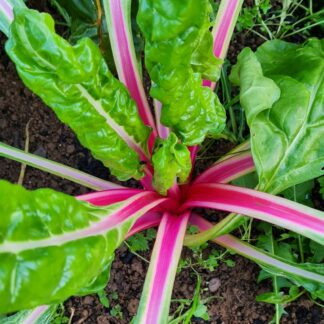 Peppermint Chard
