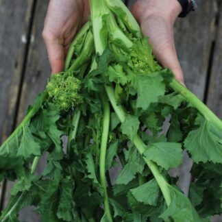 San Marzano Cima di Rapa