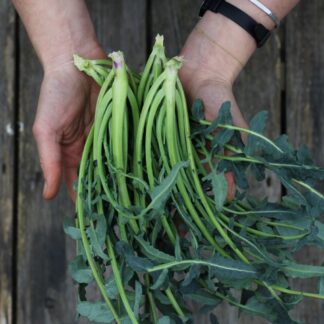Fiolaro di Creazzo leaf Broccoli