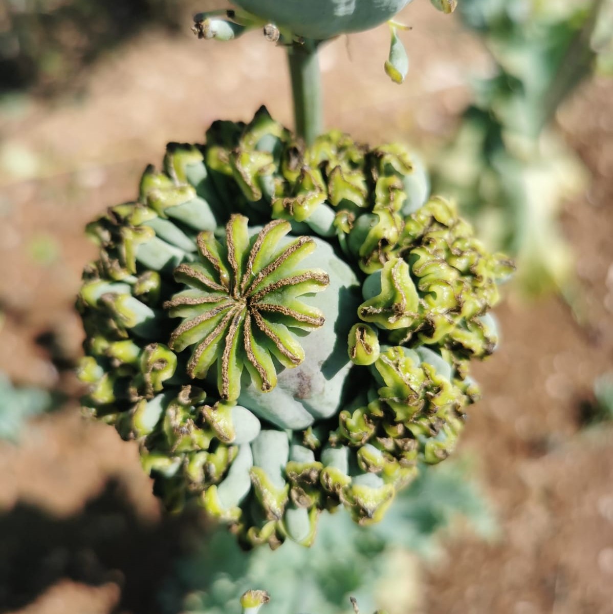 Hens and Chickens Poppy