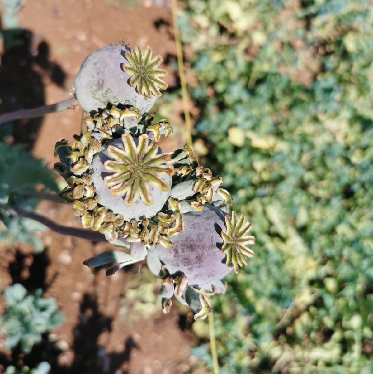 Hens and Chickens Poppy