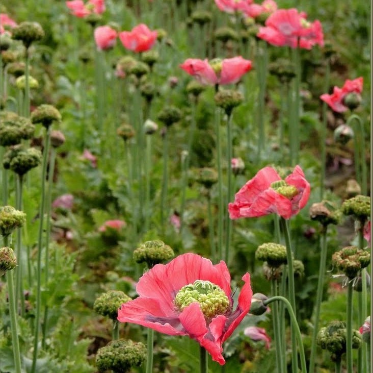 Hens and Chickens Poppy