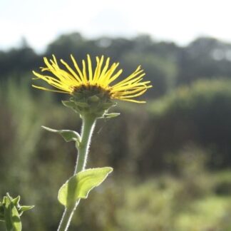 Elecampane