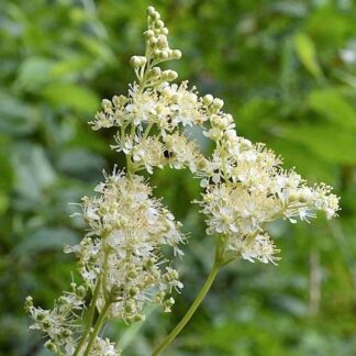 Meadowsweet