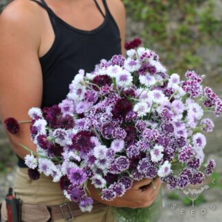 Classic Magic Cornflower