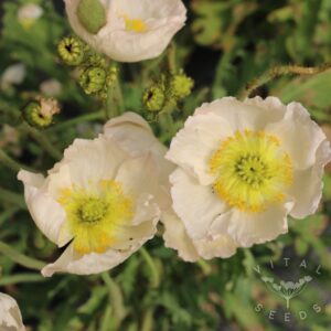 Sherbert Mix Iceland Poppy
