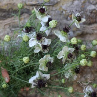 African Bride Nigella