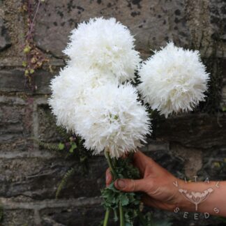 White Frills Poppy