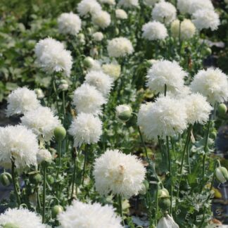 White Frills Poppy