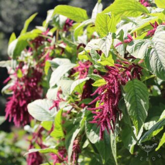 Love Lies Bleeding Amaranth