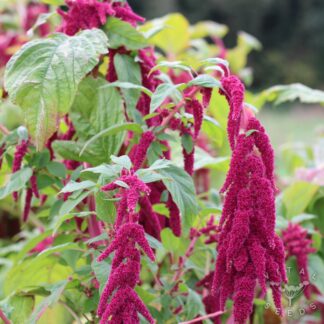 Amaranth Seeds