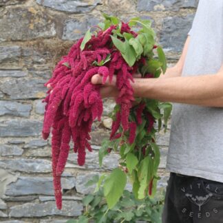 Love Lies Bleeding Amaranth