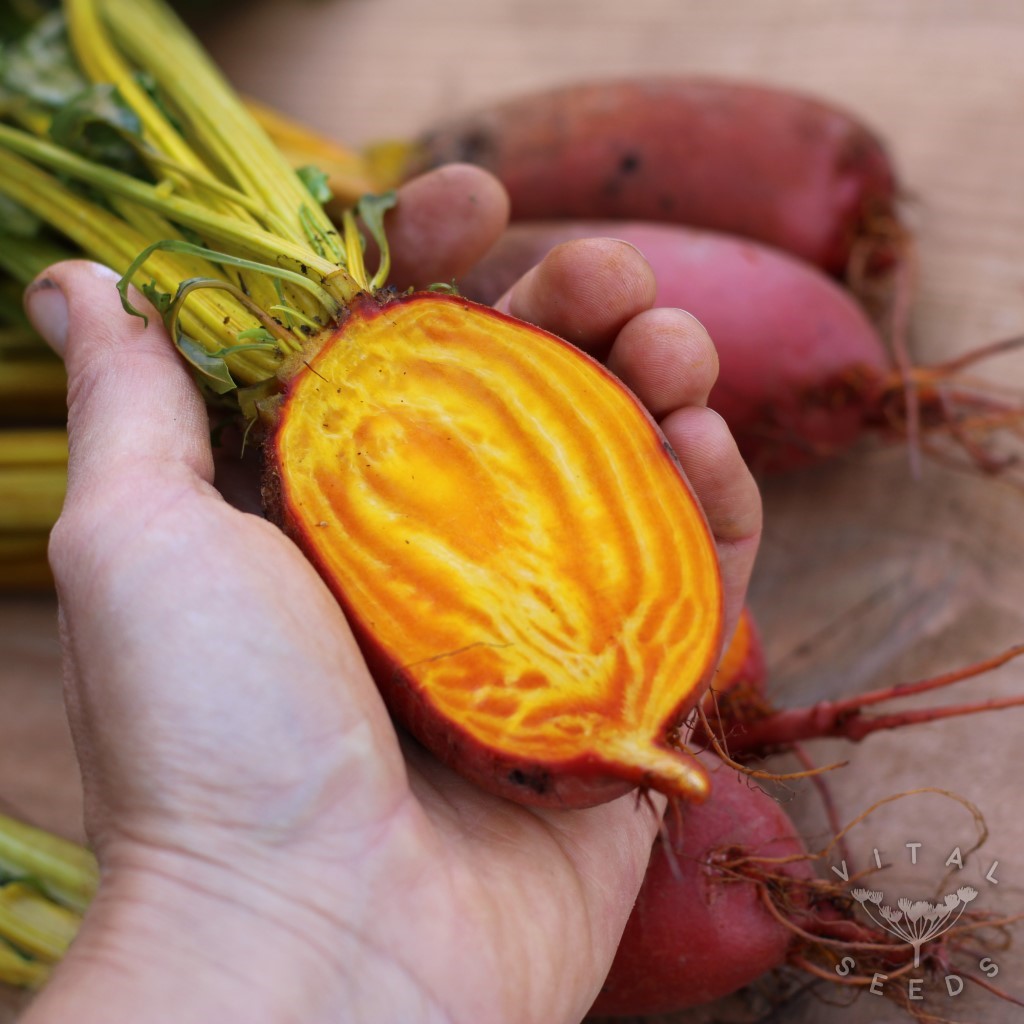 Flaming Barrel Beetroot