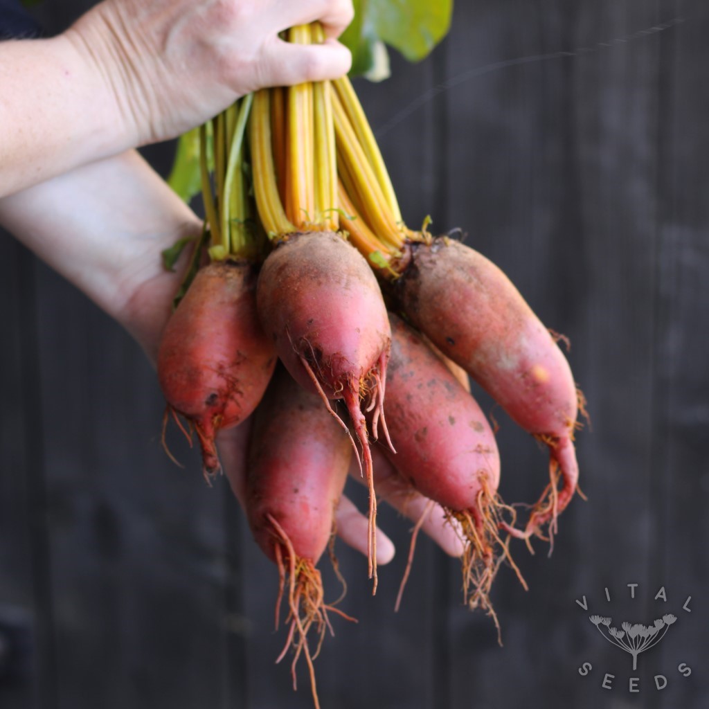 Flaming Barrel Beetroot