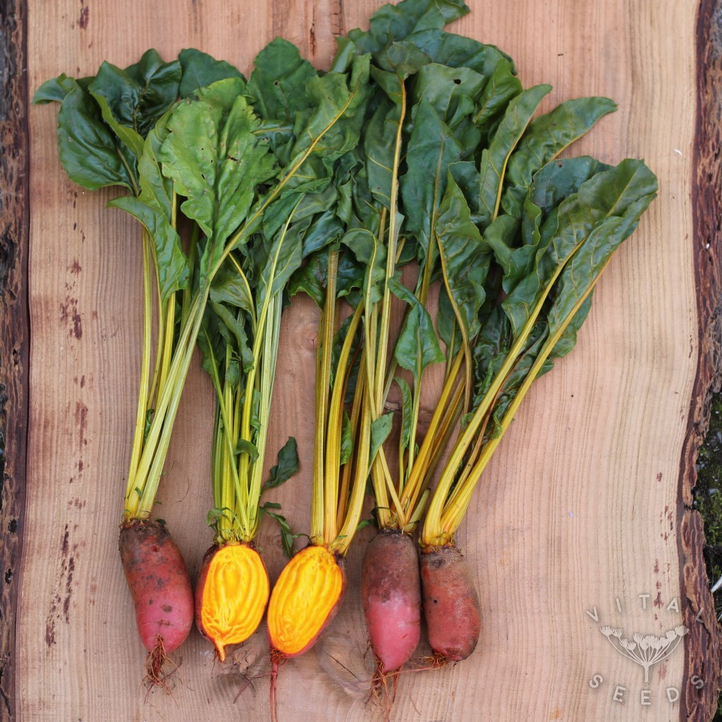 Flaming Barrel Beetroot