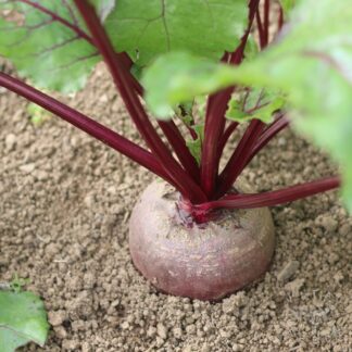 Boltardy Beetroot