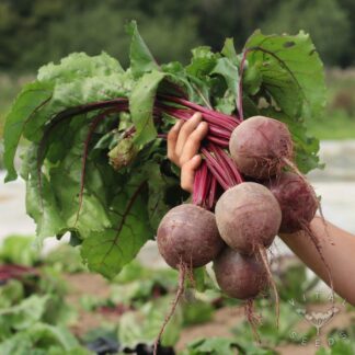 Boltardy Beetroot