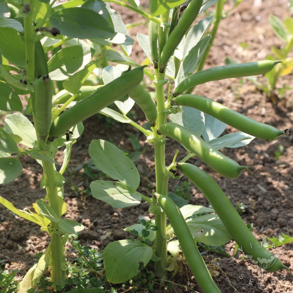 Ratio Broad bean