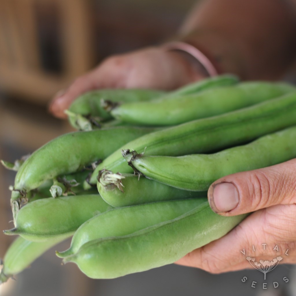 Ratio Broad bean