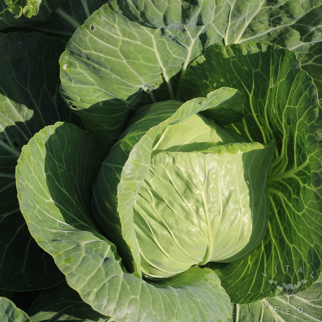 Derby Day Cabbage