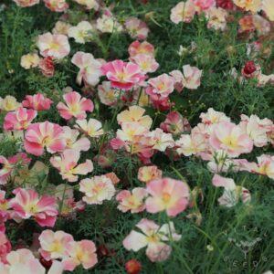 Appleblossom Chiffon California poppy