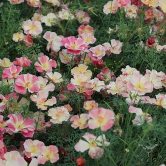 Appleblossom Chiffon California poppy
